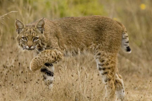 Червоний рис Червоний рис